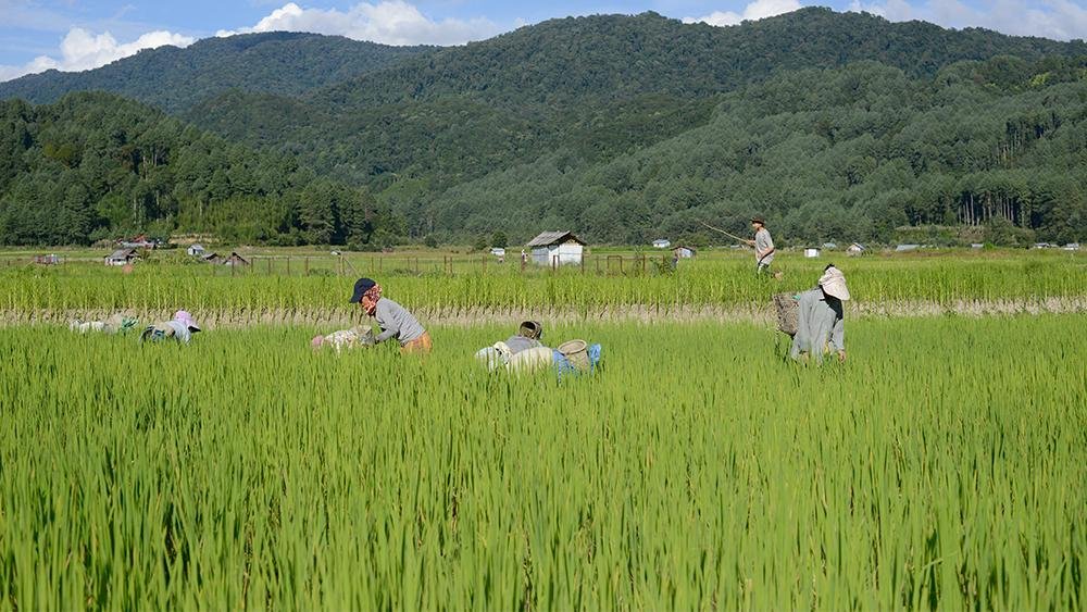 Economy in Dibang Valley